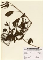 藏品(含羞草)的圖片